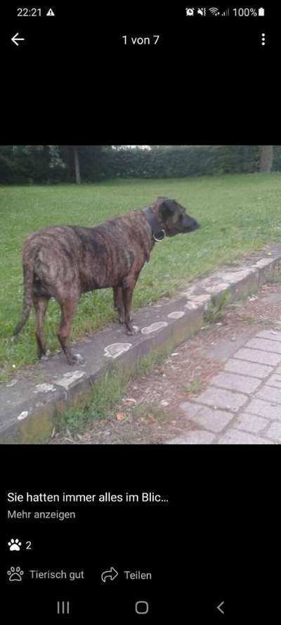 Herdenschutzhunde und Herdi-Mixe-Beitrag-Bild