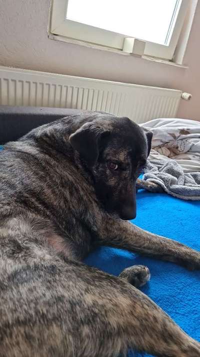 Schäferhund-Beitrag-Bild