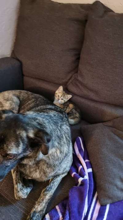 Zusammenführung von Hund und Katze-Beitrag-Bild