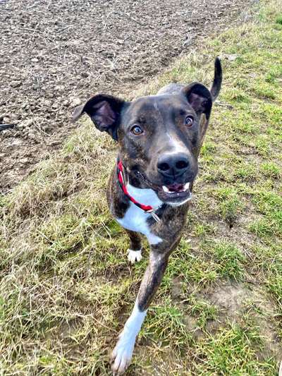 Hund aus dem Spanischen Tierschutz-Beitrag-Bild