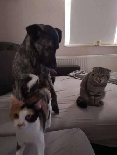 Hund und Katz Momente-Beitrag-Bild