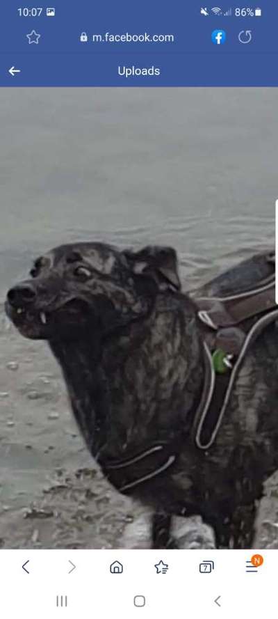 Lustigsten Grimassen von euren Hunden-Beitrag-Bild