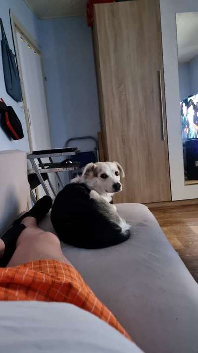 Herdenschutzhunde und Herdi-Mixe-Beitrag-Bild