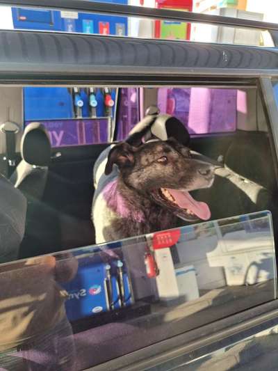 Bei 30° Hund im Auto Transportieren-Beitrag-Bild