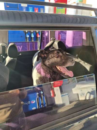 Bei 30° Hund im Auto Transportieren-Beitrag-Bild