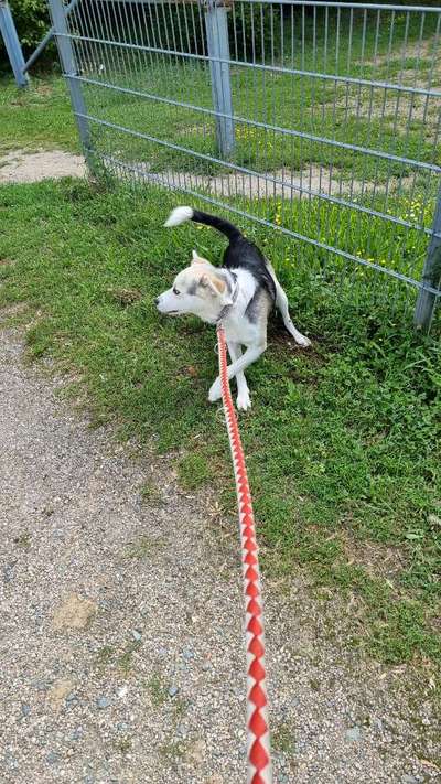 Herdenschutzhunde und Herdi-Mixe-Beitrag-Bild