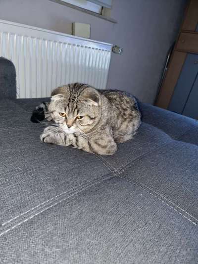 Brachycephale Hunderassen-Beitrag-Bild