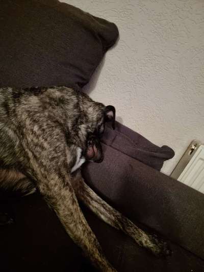 Wie wichtig ist euch das Aussehen eures Hundes?-Beitrag-Bild