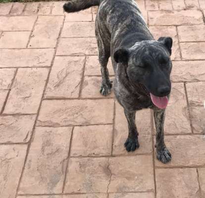 Gestromte fellnasen-Beitrag-Bild