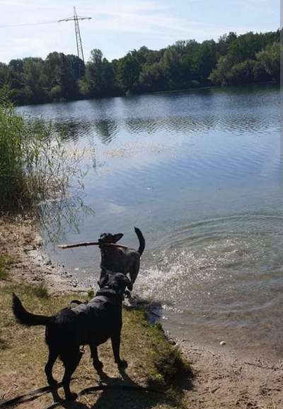 Bester Freund, Hundekumpel - zeigt her!-Beitrag-Bild