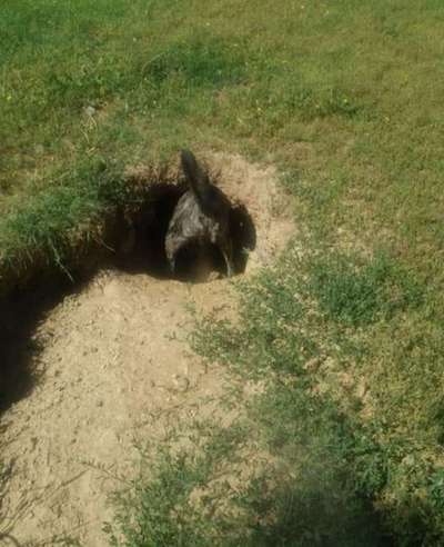 Radfahren mit Hund-Beitrag-Bild