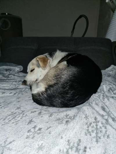 Herdenschutzhunde und Herdi-Mixe-Beitrag-Bild