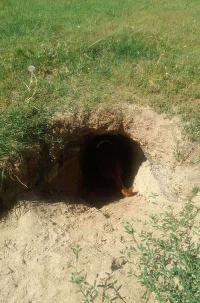 Radfahren mit Hund-Beitrag-Bild