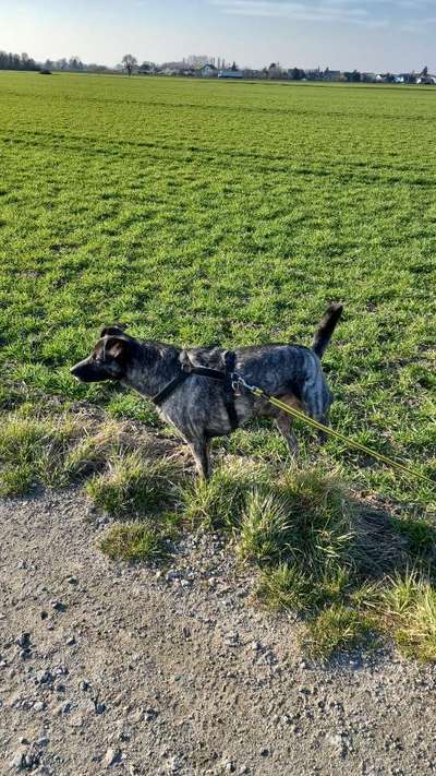 Welche Hunderasse-Beitrag-Bild