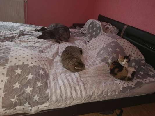 Hund & Katze - Zusammenleben-Beitrag-Bild