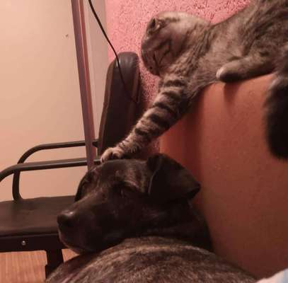 Wo habt ihr eure Hunde her ?-Beitrag-Bild