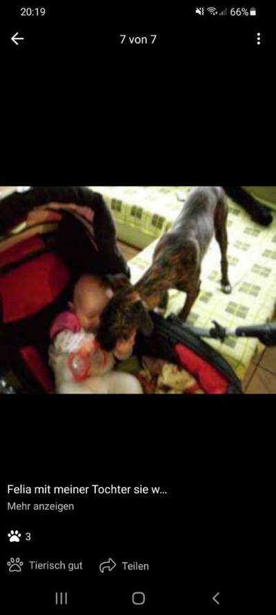 Herdenschutzhunde und Herdi-Mixe-Beitrag-Bild