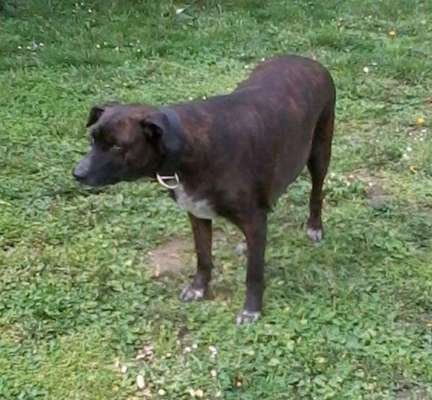 Hund aus dem Spanischen Tierschutz-Beitrag-Bild