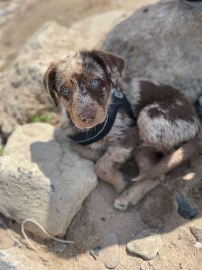 Hundetreffen-Welpentreffen in der Altstadt Süd-Bild