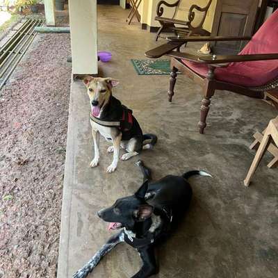 Hundetreffen-Zwei Rabauken suchen Spielfreunde-Bild