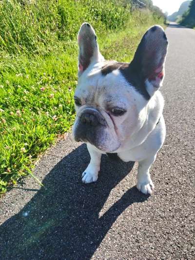 Französische Bulldoggen-Beitrag-Bild