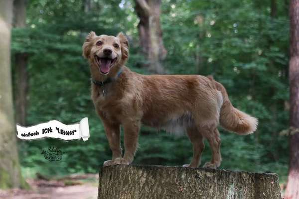 Mischlinge raten - Rätselspaß-Beitrag-Bild