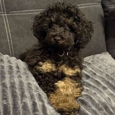 Hundetreffen-Spiel - u. Spaßrunde-Bild