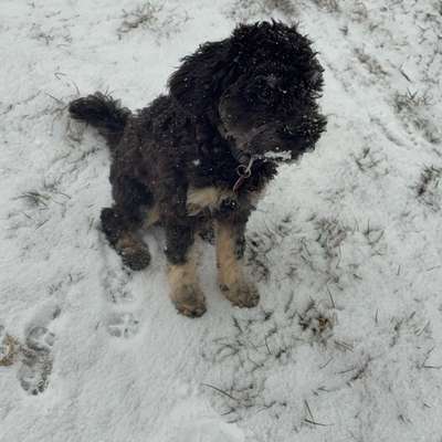 Hundetreffen-Spielen / Training-Bild