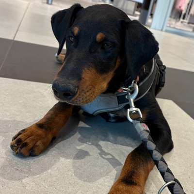 Hundetreffen-Hundekontakt / Social Walk-Bild