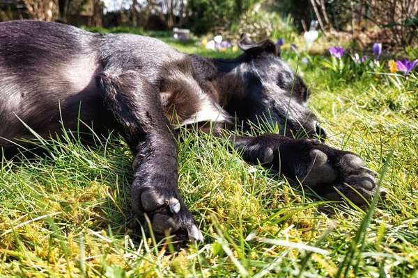 Challenge 23 : "  Euer Hund beim Frühlingserwachen "-Beitrag-Bild