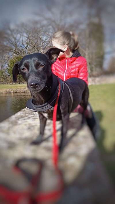 Hunde sind die beste Medizin-Beitrag-Bild