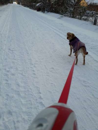 Die Dogorama Wochen Challenge-Beitrag-Bild