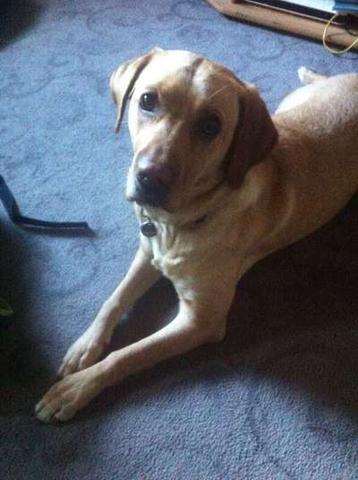 Rhodesian Ridgeback-Beitrag-Bild