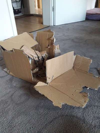 Rhodesian Ridgeback-Beitrag-Bild