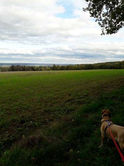 Rhodesian Ridgeback-Beitrag-Bild