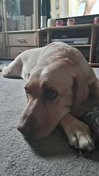 Labradorfans-Beitrag-Bild