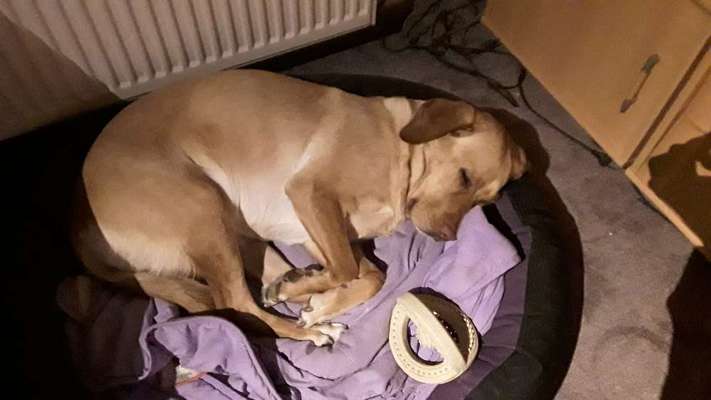 Rhodesian Ridgeback-Beitrag-Bild