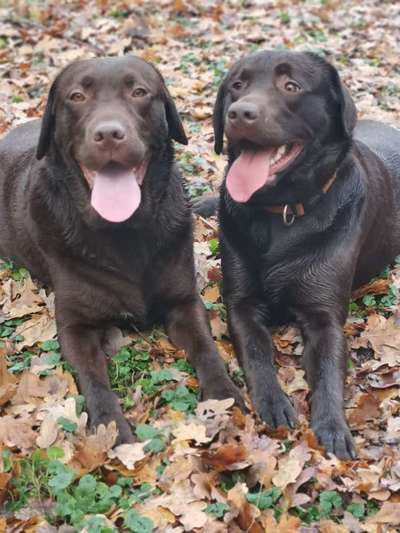 Labradorfans-Beitrag-Bild