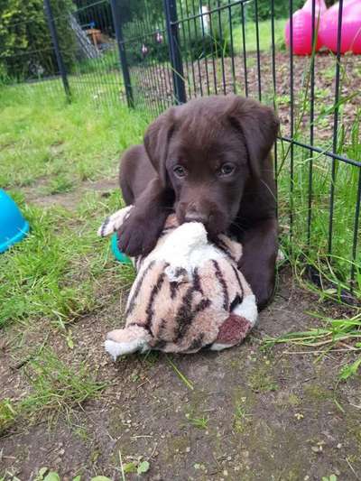 Welpen Bilder !-Beitrag-Bild