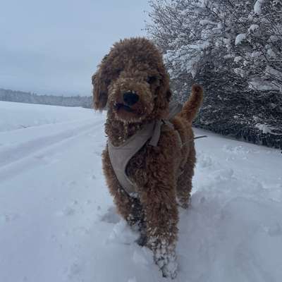 Hundetreffen-Königspudel Treff