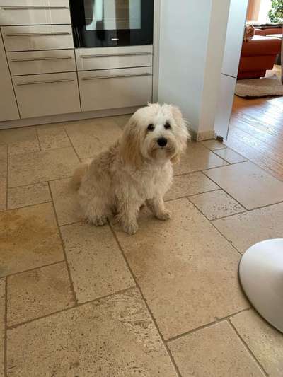 Hundefriseur: Alleine oder mit Frauchen?-Beitrag-Bild