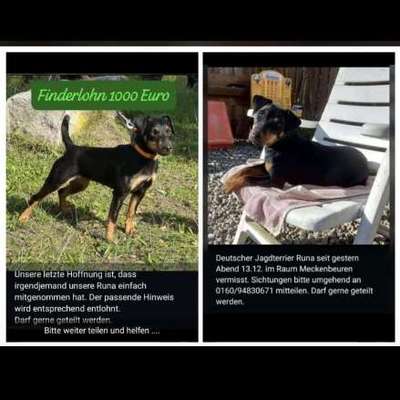 Suchmeldung-Runa-Bild