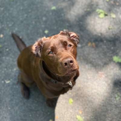 Hundetreffen-Spielfreunde zum toben-Bild
