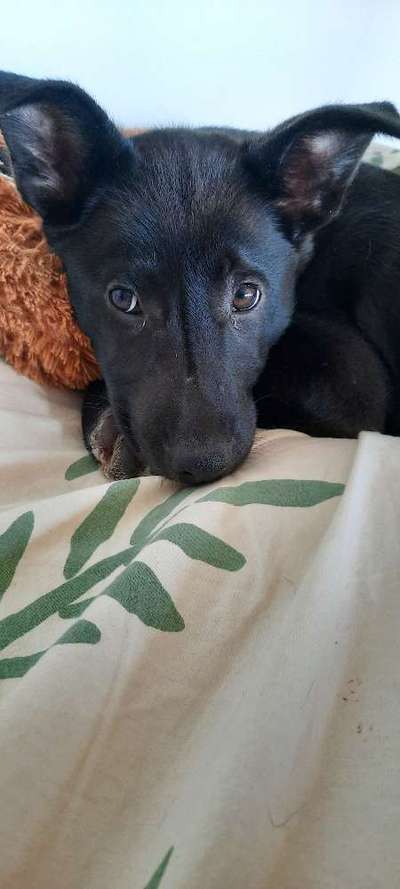 Welpen Bilder !-Beitrag-Bild