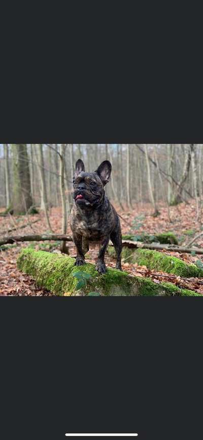 Französische Bulldoggen-Beitrag-Bild