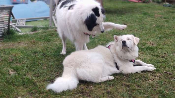 BIG LOVE :) mit 2 Hunden❣️-Beitrag-Bild