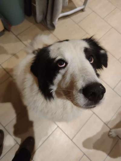 Hunderunde-Beitrag-Bild