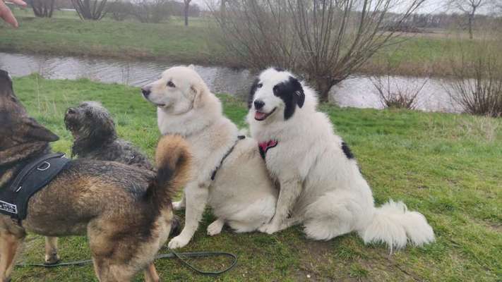 Herdenschutzhunde-Beitrag-Bild