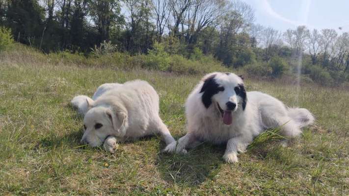 Herdenschutzhunde-Beitrag-Bild