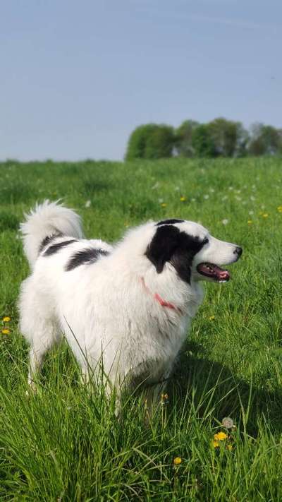 Herdenschutzhunde-Beitrag-Bild